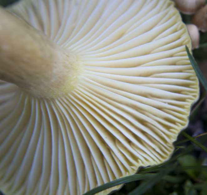 Fungo da determinare